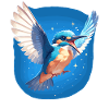 Kingfishers Kingfisher