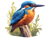 Kingfishers Kingfisher