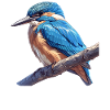 Kingfishers Kingfisher
