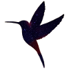 Hummingbird with starry sky