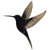 Hummingbird