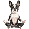 Boston Terrier
