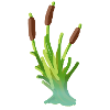 Reed