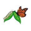 Monarch Butterfly Owner Milkweed Plants