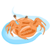 Orange Sea Crab