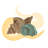 Sea conch