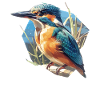 Kingfishers Kingfisher
