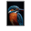 Kingfishers Kingfisher