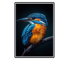 Kingfishers Kingfisher
