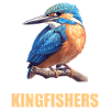 Kingfishers Kingfisher