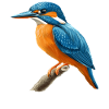 Kingfishers Kingfisher