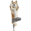 Akita