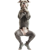 Amerikanischer Pitbull Terrier