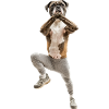 Boxer