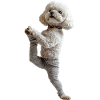 Bichon Frisé