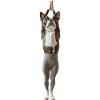 Boston Terrier