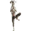 Dalmatiner