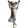 Schnauzer