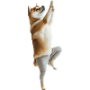 Shiba Inu
