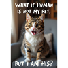 A cat with a funny caption.