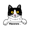 Meow cat