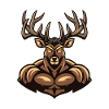 Musculation des muscles du cerf