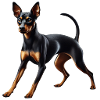 Hund Pinscher