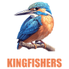 Kingfishers Kingfisher