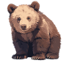 Kodiak Bear Kodiak Bear