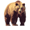 Kodiak Bear Kodiak Bear