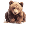 Kodiak Bear Kodiak Bear