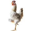 Huhn