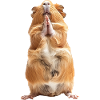 Meerschweinchen