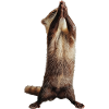 Frettchen