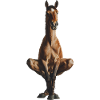 Pferd