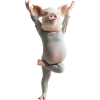 Schwein
