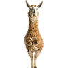 Lama