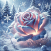 Schnee Rose II