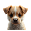 Cute puppy