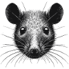 Rat
