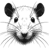 Rat