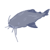 Meow Catfish