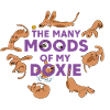 Dachshund Whims – Every Day an Adventure