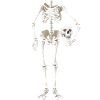 Skeleton Costume Skull Skull