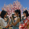 JAPANESE WOMEN caress KOALA