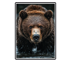 Kodiak Bear Kodiak Bear