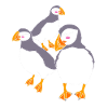 Macareux Papageientaucher