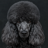 Black Animals - Black Poodle