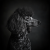 Black Animals - Black Poodle
