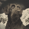 Mountain Dog